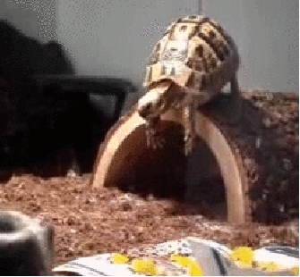 anigif_enhanced-buzz-3773-1345568753-0